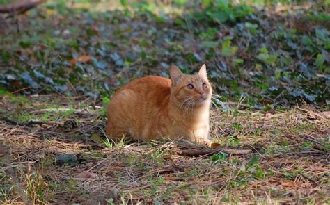 Cat Chasing Prey Free Image On 4 Free Photos