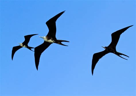 Frigate Bird Tattoo