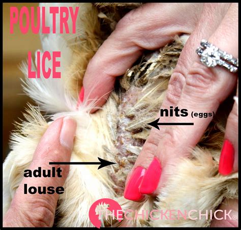 Poultry Lice And Mites Identification And Treatment The Chicken Chick®