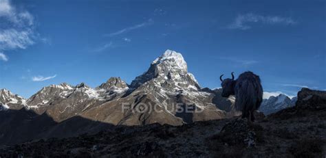 Nepal Himalayas Khumbu Everest Region Taboche Yak In Mountains