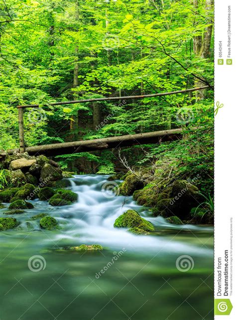 River Deep In Mountain Forest Stock Photo Image Of Environment Plant