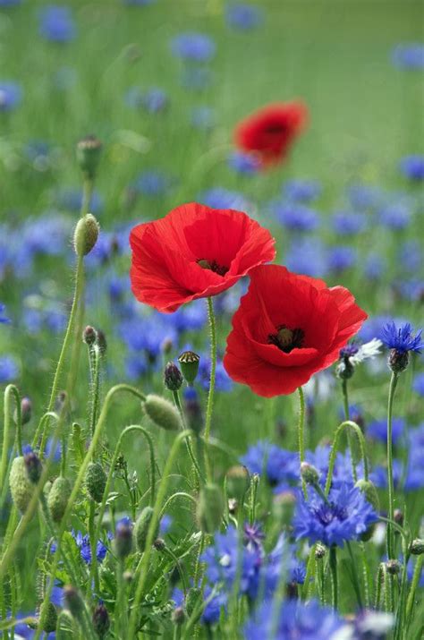 Check spelling or type a new query. Color of Poppy | Miscellaneous (all repinned) | Pinterest