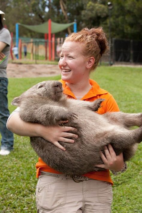 Презабавный маленький медведь вомбат Наука и жизнь Cute Wombat
