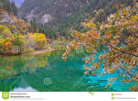 Lago De Cinco Flores Jiuzhaigou Foto De Stock Imagem De Limpo