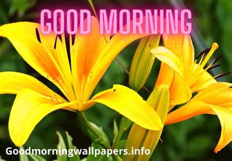 Good morning wednesday, best good morning, whatsapp images & beautiful flowers images,#shorts, … Beautiful Good Morning Lily Lotus Flower Images HD {Latest ...