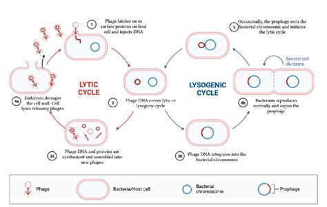 Lytic And Lysogenic Cycles The Figure Above Shows The Reproduction