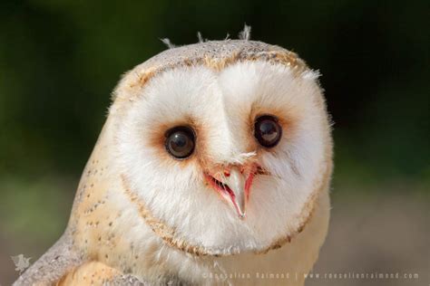 The Smiling Owl Roeselien Raimond Nature Photography