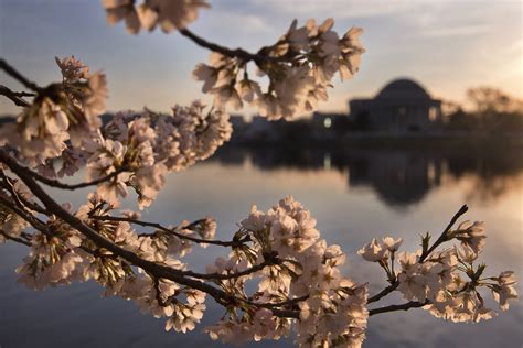 How Washington Dcs Famed Cherry Blossoms Reveal Impacts Of Climate