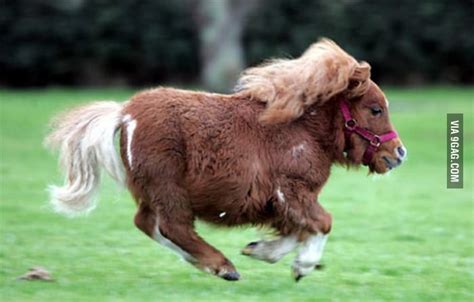 Onward My Magnificent Steed Horses Tiny Horses Mini Horse