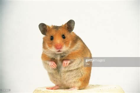 Closed Up Image Of A Golden Hamster Standing On A Flower Pot Looking At