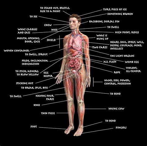 Etymologyanatomy Human Body Diagram Body Diagram Human Body Organs