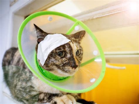 Injured Cat With Band Aid At Head In Green Elizabethan Collar On Red