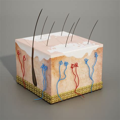 3d Structure Of A Human Skin Section With Vitiligo Disease 3d