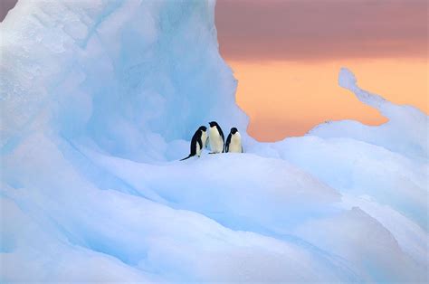 Adelie Penguins On Iceberg At Sunrise By Rosemary Calvert