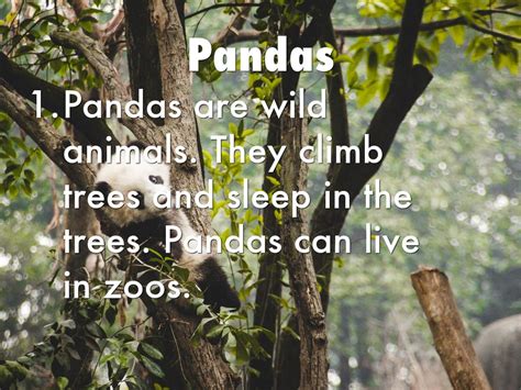 Pandas By Hannah Orians