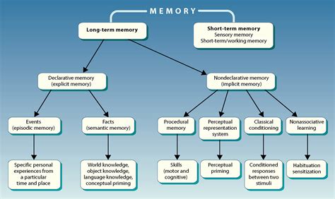 Image result for episodic memory | Episodic memory, Declarative memory, Short term memory