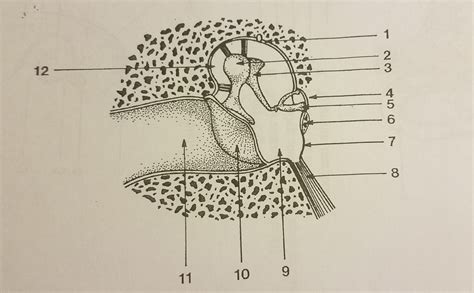 Middle Ear Anatomy Diagram Quizlet