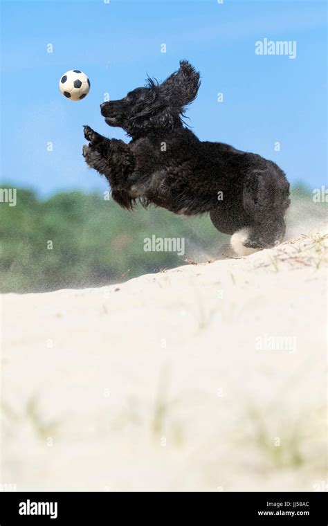 Black Spaniel Playing With Ball On Sand Dune Soesterduinen Hi Res Stock