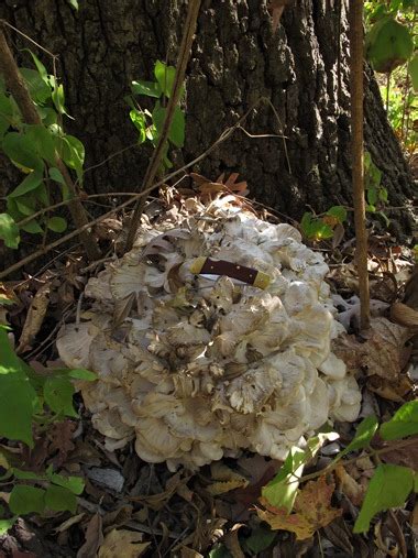Mycologista Missouri Woods—backlog—gorgeous Edible Mushrooms Ii