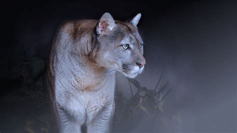 Animal Cougar 4k Ultra Hd Wallpaper