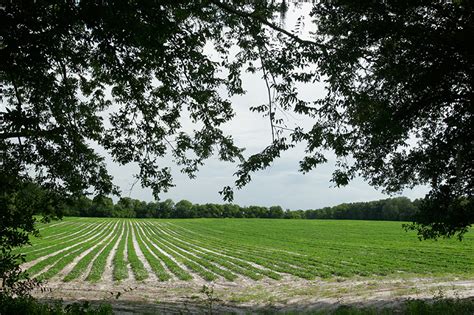 Watermelon Weekly Update Panhandle Agriculture