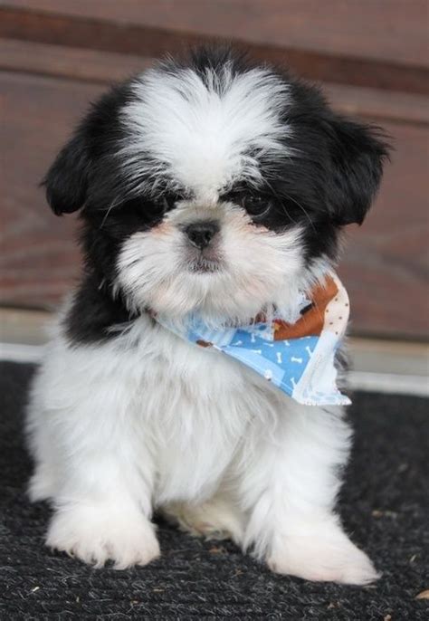 Bozeman, montana is dubbed as a dream town by bizjournal online and praised by national geographic adventure for offering a high quality of life. Shih Tzu Puppies For Sale | Bozeman, MT #208498 | Petzlover