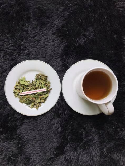 5 benda di bumi yang berasal dari syurga, nmbor 3 ada di negara kita. Teh Daun Tin 🍃 - Tani Makmur