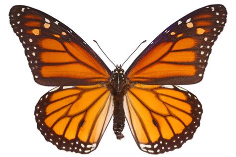 Examples of papillon in a sentence. Papillon Monarque - Le Site des Papillons