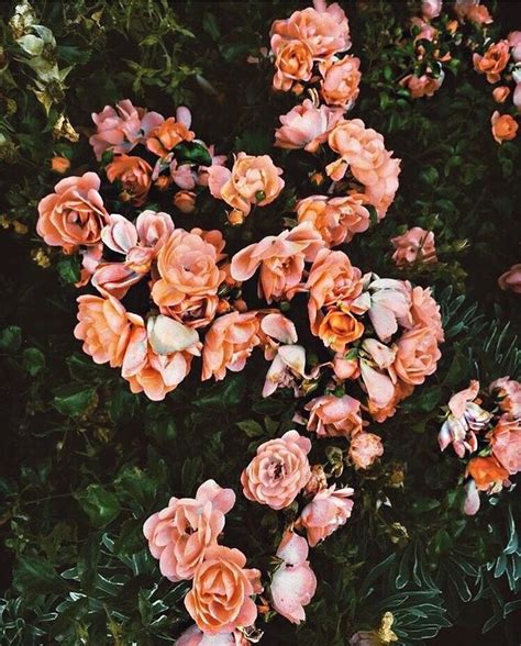 ᴘɪɴᴛᴇʀᴇsᴛ : @Dʀ3ᴀᴍDᴏ11 🌸 in 2020 | Flower aesthetic, Flower wallpaper