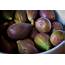 Figs Farkizzan And Common Fig Season In Malta 2021 – Roveme