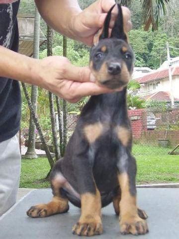 View some of the dobermans for adoption in nh, vt, me, ma and beyond. DOBERMAN PUPPIES FOR SALE ADOPTION from Selangor Ampang ...