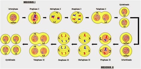 Esquema De La Meiosis ¡fotos And Guía 2021