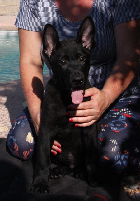 Akc German Shepherd Puppy Black For Sale Zauberberg