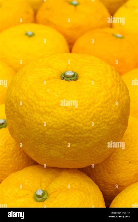 Citrus Junos Yuzu Japanese Lemon X Citrus Ichangensis Stock Photo