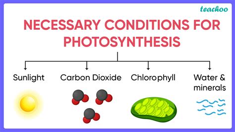 What Are The Necessary Conditions For Autotrophic Nutrition Teachoo