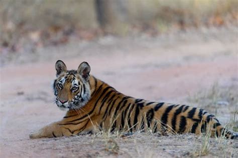 Ultimate Tiger Photography Tour At Bandhavgarh And Tadoba