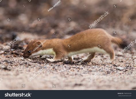 Short Tailed Weasel Images Stock Photos And Vectors Shutterstock