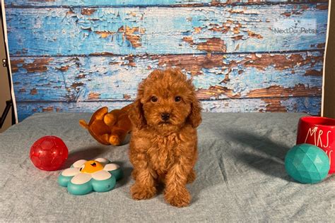 Lily Poodle Toy Puppy For Sale Near Dallas Fort Worth Texas
