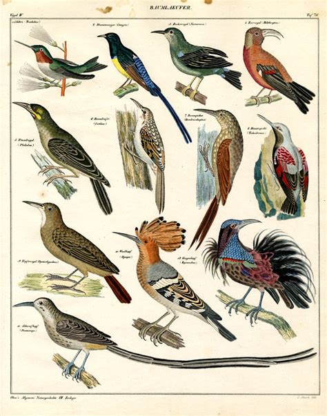Vogel Hand Colored Zoology Birds Print Original Large Print Etsy