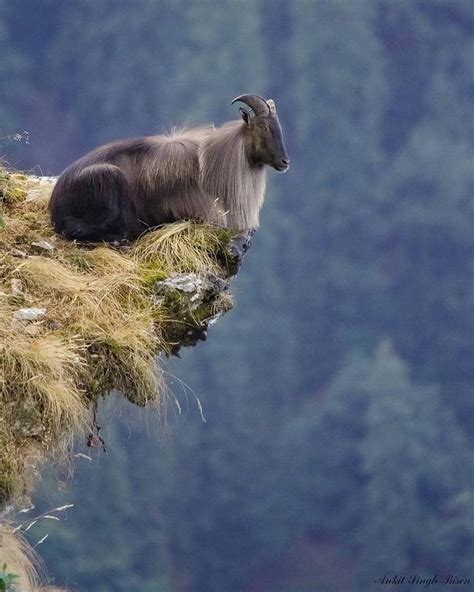 A Himalayan Tahr Sitting On A Cliff Edge Mountain Goat Interesting