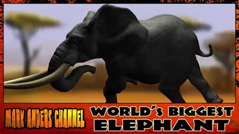 Biggest Elephant In The World Died Youtube