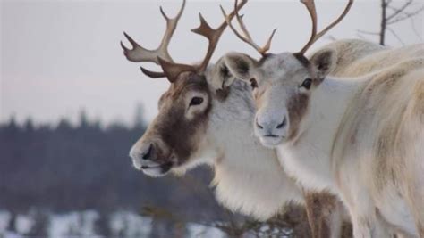 Ottawa Annonce Un Plan Daction Pour Protéger Le Caribou Boréal Ici
