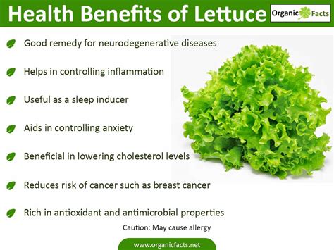 8 Impressive Benefits Of Lettuce Organic Facts