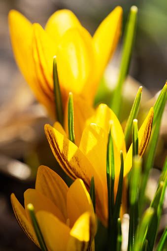 Bunga Crocus Kuning Pertama Foto Stok Unduh Gambar Sekarang Alam