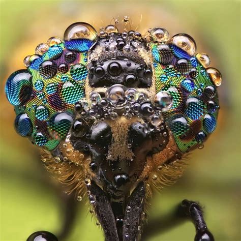 Extreme Detail Of Insect And Spider Faces Captured In Incredible Close