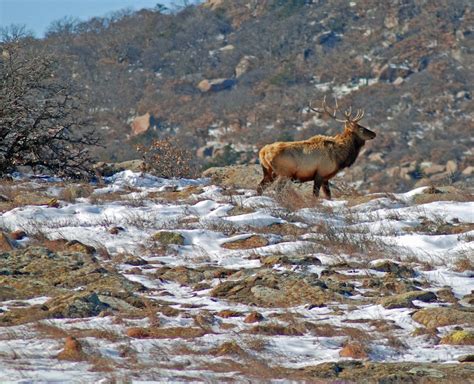 Wichita Wildlife Refuge Near Lawton Oklahoma December 26th