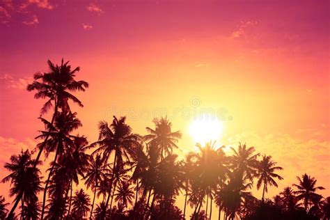 Tropical Palm Trees Silhouettes At Sunset Vivid Tropical Beach Sunset