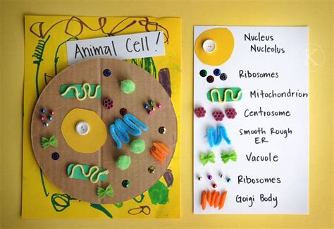 Hellose people and i want you to say that this really helped me and that it really worked, so i think i will get a good grade on this. love this cell model...lots of other fun science projects ...