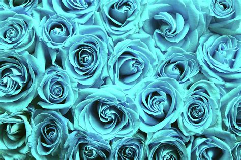 Blue Roses Photograph By Top Wallpapers Pixels