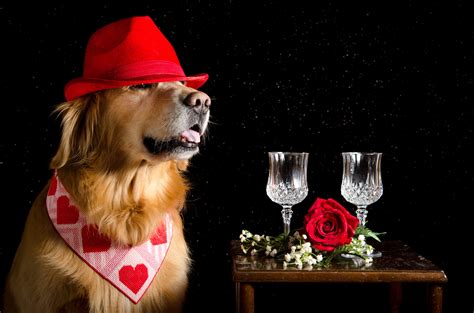 Dogs Roses Retriever Hat Two Stemware Heart Black Background